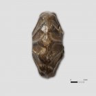 Webgewicht | Foto: Uwe Schroeder (© Landesamt für Archäologie Sachsen)